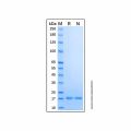 Recombinant Human Glukagon Protein