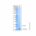 Recombinant Human Proinsulin Protein