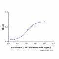 Recombinant Human PD-L2/B7-DC Protein