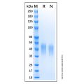 Recombinant Canine CD16 Protein