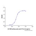 Recombinant Human CTLA-4 Protein