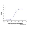 Recombinant Human Glypican 3 Protein
