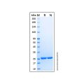 Recombinant Human NEDD8 Protein