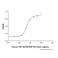 Recombinant Human TNF RII/TNFRSF1B Protein