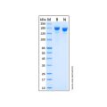 Recombinant Human MMR/CD206 Protein
