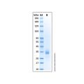 Recombinant Human CD72 Protein
