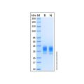 Recombinant Human Coagulation Factor III/Tissue Factor Protein