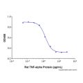 Recombinant Rat TNF-alpha Protein