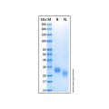 Recombinant Human CXADR Protein