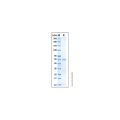 Recombinant Human AKT2 Protein