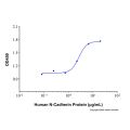 Recombinant Human N-Cadherin Protein