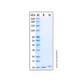 Recombinant Human CXCL5/ENA-70 Protein