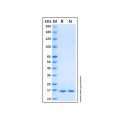 Recombinant Baker's yeast Sumo Protein