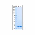 Recombinant Rhesus Macaque IL-18/IL-1F4 Protein