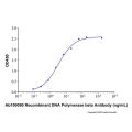 Recombinant Human DNA Polymerase Beta Protein