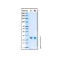 Recombinant Human KCNIP3 Protein