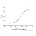 Recombinant Human EGF Protein