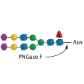 Recombinant PNGase F