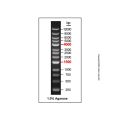 Gelred-prestained DNA Ladder (250-12000bp)