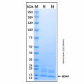 Recombinant Human BDNF GMP Protein