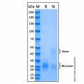 Recombinant Human BMPR-IA/ALK-3 Protein