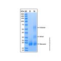 Recombinant Human BMPR-IB/ALK-6 Protein
