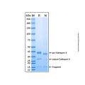 Recombinant Human Cathepsin S protein