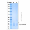 Recombinant Human CD3 delta/CD3d Protein