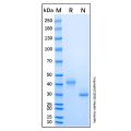 Recombinant Human CD5L Protein