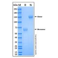 Recombinant Human CD72 Protein