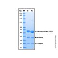 Recombinant Human Carboxypeptidase E/CPE Protein