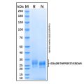 Recombinant Human EDA2R/TNFRSF27/XEDAR Protein