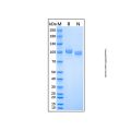 Recombinant Human ENPP-2/Autotaxin Protein