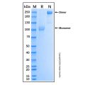 Recombinant Human EphB2 Protein