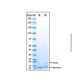 Recombinant Human TFF1 Protein