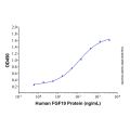 Recombinant Human FGF19 Protein