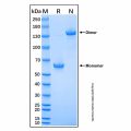 Recombinant Human Hepassocin/FGL1 Protein