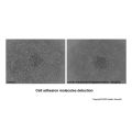 Recombinant Human Fibronectin Fragment Protein
