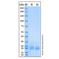 Recombinant Human Frizzled-10 Protein