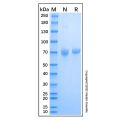 Recombinant Human Serpin D1/Heparin Cofactor II Protein