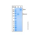 Recombinant Human ICAM-5 Protein