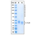 Recombinant Human IL-12 p40 Protein