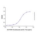 Recombinant Human IL-17A Protein