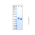 Recombinant Human IL-1 RAcP/IL-1 R3 Protein