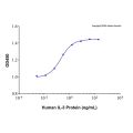 Recombinant Human IL-3 Protein