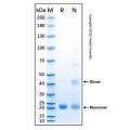 Recombinant Human IL-37 Protein