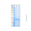 Recombinant Human AMICA Protein