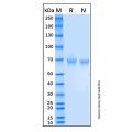 Recombinant Human LILRB5/CD85c/LIR-8 Protein