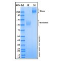 Recombinant Human LIMPII/SR-B2 Protein