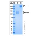 Recombinant Human MAG/Siglec-4a Protein